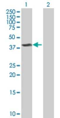 Western Blot: Flotillin 2 Antibody [H00002319-B02P] - Analysis of FLOT2 expression in transfected 293T cell line by FLOT2 polyclonal antibody.  Lane 1: FLOT2 transfected lysate(41.69 KDa). Lane 2: Non-transfected lysate.