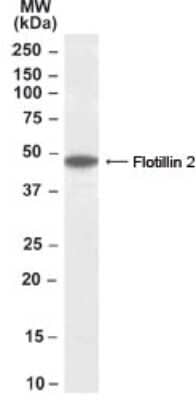 Western Blot: Flotillin 2 Antibody [NB300-922] - Analysis of Flotillin 2 in human brain (Cerebellum) lysate (35 ug protein in RIPA buffer) using NB300-922 at 0.1 ug/ml. Primary incubation was 1 hour. Detected by chemiluminescence.