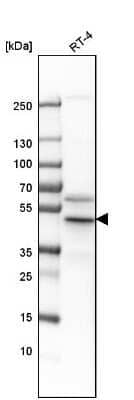 Western Blot: Flotillin 2 Antibody [NBP1-84910] - Analysis in human cell line RT-4.