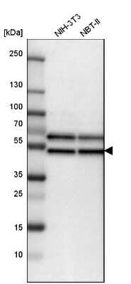 <b>Orthogonal Strategies Validation. </b>Western Blot: Flotillin 2 Antibody [NBP1-84910] - Analysis in mouse cell line NIH-3T3 and rat cell line NBT-II.