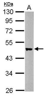 Western Blot: Flotillin 2 Antibody [NBP2-16507] - Sample (50 ug of whole cell lysate) A: Mouse Brain, 10% SDS PAGE gel, diluted at 1:1000.