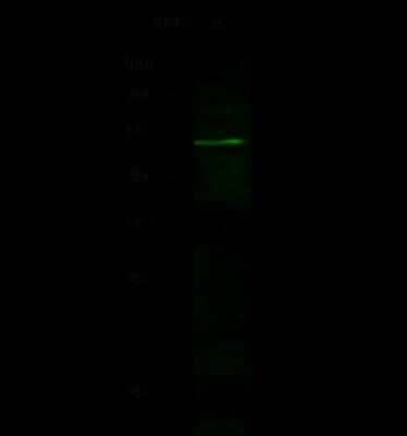 Western Blot: Flotillin 2 Antibody [NBP2-98723] - Anti-Flotillin 2 rabbit polyclonal antibody at 1:500 dilution. Lane A: 293T Whole Cell Lysate. Lysates/proteins at 30 ug per lane. Secondary Goat Anti-Rabbit IgG H&L (Dylight 800) at 1/10000 dilution. Developed using the Odyssey technique. Performed under reducing conditions. Predicted band size: 47 kDa. Observed band size: 50 kDa