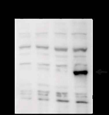 Western Blot: Flp recombinase Antibody [NBP3-11867] - Western blot was performed on whole cell lysates from untransfected 293 cells (lane 1), or 293 cells transfected with Cre (lane 2), Dre (lane 3) or Flp (lane 4) with NBP3-11867 diluted 1:500 in BSA/PBS-Tween. The molecular weight marker (in KD) is shown on the left; the location of the protein of interest (expected size: 48 KD) is indicated on the right.