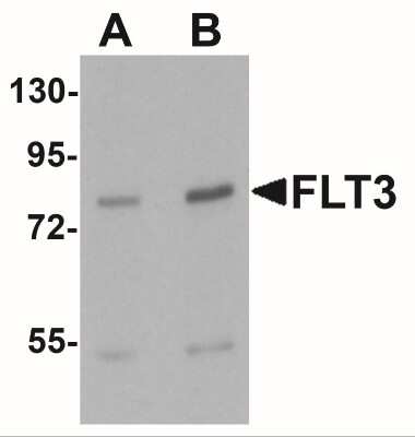 Western Blot: Flt-3/Flk-2/CD135 Antibody [NBP2-41188] - Western blot analysis of FLT3 in 3T3 cell lysate with FLT3 antibody at (A) 1 and (B)2 ug/mL.