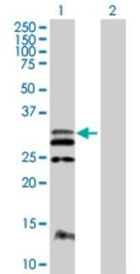 Western Blot: Flt-3 Ligand Antibody [H00002323-B01P] - Analysis of FLT3LG expression in transfected 293T cell line by FLT3LG polyclonal antibody.  Lane 1: FLT3LG transfected lysate(25.85 KDa). Lane 2: Non-transfected lysate.