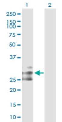 Western Blot: Flt-3 Ligand Antibody [H00002323-D01P] - Analysis of FLT3LG expression in transfected 293T cell line by FLT3LG polyclonal antibody.Lane 1: FLT3LG transfected lysate(26.40 KDa).Lane 2: Non-transfected lysate.