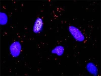 Proximity Ligation Assay: Flt-3 Ligand/FLT3L Antibody (4C4) [H00002323-M07] - Analysis of protein-protein interactions between KITLG and FLT3LG. HeLa cells were stained with anti-KITLG rabbit purified polyclonal 1:1200 and anti-FLT3LG mouse monoclonal antibody 1:50. Each red dot represents the detection of protein-protein interaction complex, and nuclei were counterstained with DAPI (blue).