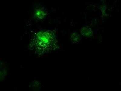 Immunocytochemistry/Immunofluorescence: Flt-3 Ligand/FLT3L Antibody (OTI8D10) - Azide and BSA Free [NBP2-70754] - Staining of COS7 cells transiently transfected by pCMV6-ENTRY Flt3 ligand.