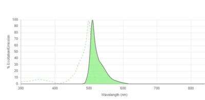 Fluorescent Exosome Standards (A549 cell line) [NBP3-11699] - Absorption and corrected fluorescence emission spectrum of conjugate excitation at 488 nm. Excitation spectrum (dotted line) and emission spectrum (solid line).