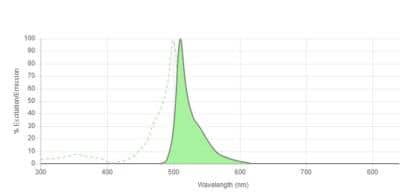 Fluorescent Exosome Standards (COLO1 cell line) [NBP3-11690] - Absorption and corrected fluorescence emission spectrum of conjugate excitation at 488 nm. Excitation spectrum (dotted line) and emission spectrum (solid line).