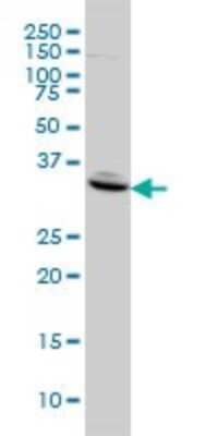 Western Blot: Follistatin Antibody (1G4) [H00010468-M01A] - FST monoclonal antibody (M01A), clone 1G4 Analysis of FST expression in HeLa.