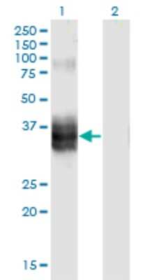 Western Blot: Follistatin Antibody (4B11) [H00010468-M10] - Analysis of FST expression in transfected 293T cell line by FST monoclonal antibody (M10), clone 4B11. Lane 1: FST transfected lysatE (38 KDa). Lane 2: Non-transfected lysate.