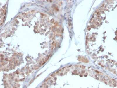 Immunohistochemistry-Paraffin: Follistatin Antibody (FST/4281) - Azide and BSA Free [NBP3-08813] - Formalin-fixed, paraffin-embedded human testis stained with Follistatin Mouse Monoclonal Antibody (FST/4281).