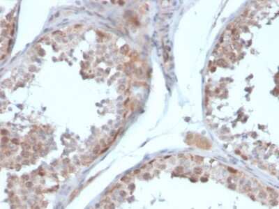 Immunohistochemistry-Paraffin: Follistatin Antibody (FST/4281) [NBP3-07491] - Formalin-fixed, paraffin-embedded human testis stained with Follistatin Mouse Monoclonal Antibody (FST/4281).