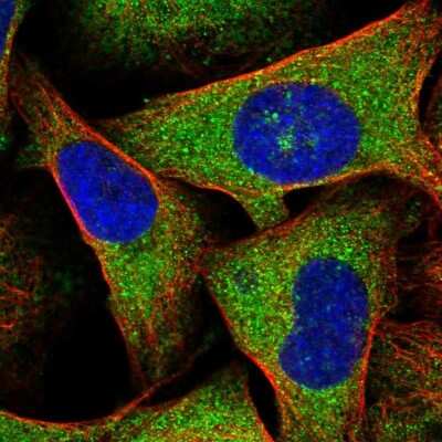 <b>Orthogonal Strategies Validation. </b>Immunocytochemistry/Immunofluorescence: Follistatin-like 1/FSTL1 Antibody [NBP1-83425] - Staining of human cell line U-2 OS shows localization to cytosol & vesicles. Antibody staining is shown in green.