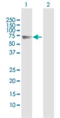 Western Blot: Follistatin-like 4/FSTL4 Antibody [H00023105-B01P] - Analysis of FSTL4 expression in transfected 293T cell line by FSTL4 polyclonal antibody.  Lane 1: FSTL4 transfected lysate(66.55 KDa). Lane 2: Non-transfected lysate.