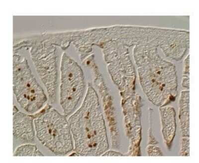 Immunohistochemistry: FoxF1 Antibody [NBP2-87469] - Sample Type: Mouse E 18.5 Gut.  Dilution: 1:1000