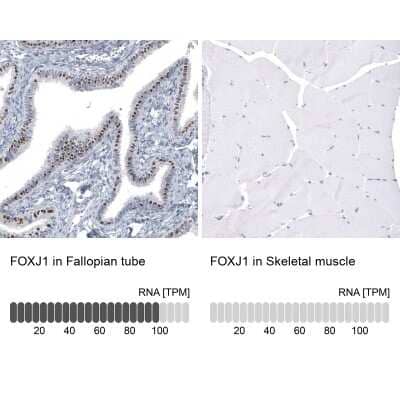 Immunohistochemistry-Paraffin: FoxJ1/HFH4 Antibody (CL3989) [NBP2-59032] - Analysis in human fallopian tube and skeletal muscle tissues using NBP2-59032 antibody. Corresponding FOXJ1 RNA-seq data are presented for the same tissues.