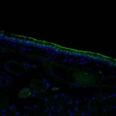 <b>Orthogonal Strategies Validation. </b>Immunohistochemistry-Frozen: FoxJ1/HFH4 Antibody [NBP1-87928] - Staining of FoxJ1 in airway epithelium of mouse. Image from verified customer review.