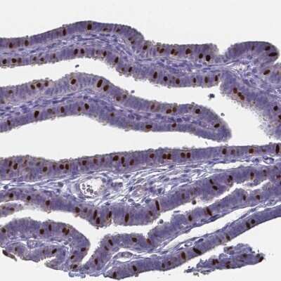 Immunohistochemistry-Paraffin: FoxJ1/HFH4 Antibody [NBP1-87928] - Staining of human fallopian tube shows strong nuclear positivity in a subset of glandular cells.