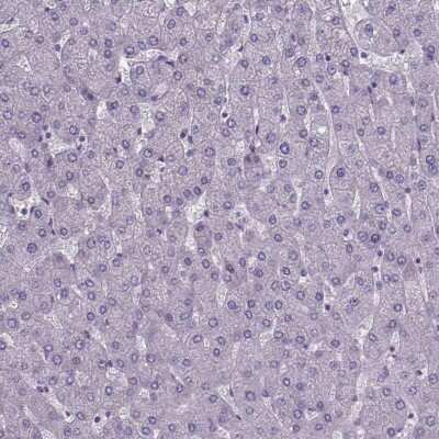 Immunohistochemistry-Paraffin: FoxJ1/HFH4 Antibody [NBP1-87928] - Staining of human liver shows no positivity as expected.