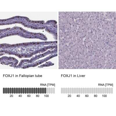 Immunohistochemistry-Paraffin: FoxJ1/HFH4 Antibody [NBP1-87928] - Staining in human fallopian tube and liver tissues. Corresponding FOXJ1 RNA-seq data are presented for the same tissues.