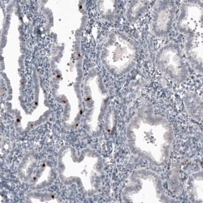 Immunohistochemistry-Paraffin: FoxJ1/HFH4 Antibody [NBP2-59033] - Staining of human endometrium shows strong nuclear immunoreactivity in some glandular cells.