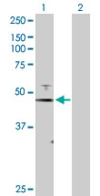 Western Blot: FoxJ1/HFH4 Antibody [H00002302-D01P] - Analysis of FOXJ1 expression in transfected 293T cell line by FOXJ1 polyclonal antibody.Lane 1: FOXJ1 transfected lysate(45.20 KDa).Lane 2: Non-transfected lysate.