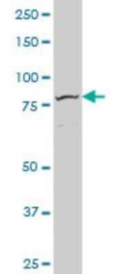 Western Blot: FoxM1 Antibody (1D3) [H00002305-M09] - Analysis of FOXM1 expression in Hela S3 NE (Cat # L013V3).