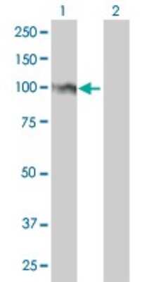 Western Blot: FoxM1 Antibody (3A9) [H00002305-M01] - Analysis of FOXM1 expression in transfected 293T cell line by FOXM1 monoclonal antibody (M01), clone 3A9.Lane 1: FOXM1 transfected lysate(84 KDa).Lane 2: Non-transfected lysate.