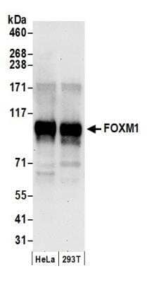 Western Blot: FoxM1 Antibody [NB100-74660] - Detection of Human FOXM1 by Western Blot. Samples: Whole cell lysate (50 ug) from HeLa and 293T cells prepared using NETN lysis buffer. Antibody: Affinity purified rabbit anti-FOXM1 antibody NB100-74660 used for WB at 0.4 ug/ml. Detection: Chemiluminescence with an exposure time of 30 seconds.