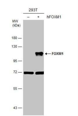 Western Blot FoxM1 Antibody