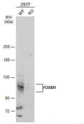 <b>Genetic Strategies Validation. </b>Knockout Validated: FoxM1 Antibody [NBP2-16519] - Wild-type (WT) and FOXM1 knockout (KO) 293T cell extracts (30 ug) were separated by 5% SDS-PAGE, and the membrane was blotted with FOXM1 antibody diluted at 1:500. HRP-conjugated anti-rabbit IgG antibody was used to detect the primary antibody.