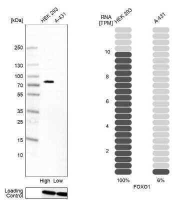 Western Blot: FoxO1/FKHR Antibody (CL13278) [NBP3-18557] - Analysis in human cell line HEK 293 and human cell line A-431.