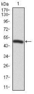 Western Blot: FoxP1 Antibody (6E4) [NBP2-37450] - Western blot analysis using FOXP1 mAb against human FOXP1 recombinant protein. (Expected MW is 47.7 kDa)