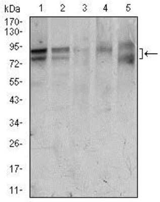 Western Blot: FoxP1 Antibody (6E4) [NBP2-37450] - Western blot analysis using FOXP1 mouse mAb against HeLa (1), Jurkat (2), MCF-7 (3), T47D (4), and Raw264.7 (5) cell lysate.