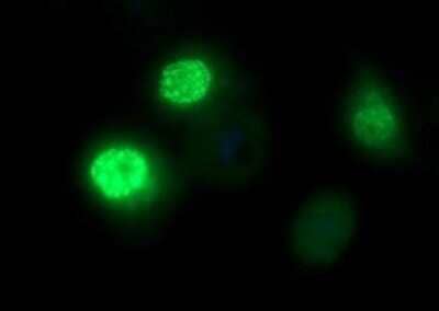 Immunofluorescence: FoxP1 Antibody (OTI4F1) [NBP2-45713] - Analysis of COS7 cells, transiently transfected with pCMV6-ENTRY FOXP1.