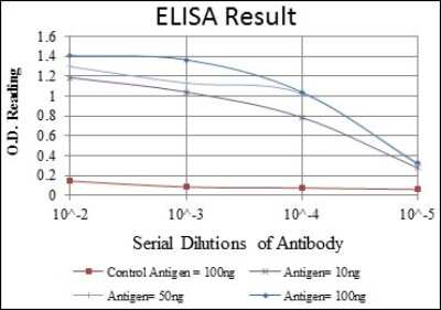 ELISA: FoxP2 Antibody (5C11A2) [NBP2-37558] - Red: Control Antigen (100ng); Purple: Antigen (10ng); Green: Antigen (50ng); Blue: Antigen (100ng);
