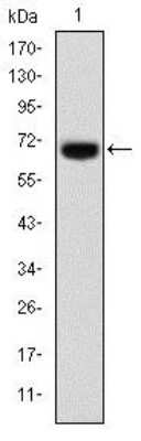 Western Blot: FoxP2 Antibody (5C11A2) [NBP2-37558] - Western blot analysis using FOXP2 mAb against human FOXP2 (AA: 47-287) recombinant protein. (Expected MW is 52.8 kDa)