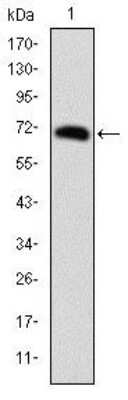 Western Blot: FoxP2 Antibody (5C11A8) [NBP2-37559] - Western blot analysis using FOXP2 mAb against human FOXP2 (AA: 47-287) recombinant protein. (Expected MW is 52.8 kDa)