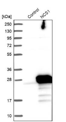 Western Blot: Frequenin Antibody [NBP1-89820] - Analysis in control (vector only transfected HEK293T lysate) and NCS1 over-expression lysate (Co-expressed with a C-terminal myc-DDK tag (3.1 kDa) in mammalian HEK293T cells).