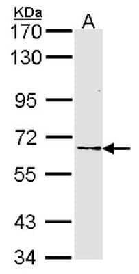 Western Blot: Frizzled-10 Antibody [NBP2-16532] - Sample (30 ug of whole cell lysate) A: H1299 7. 5% SDS PAGE gel, diluted at 1:1000.