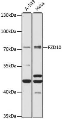 Western Blot: Frizzled-10 Antibody [NBP3-03466] - Analysis of extracts of various cell lines, using Frizzled-10 antibody at 1:1000 dilution. Secondary antibody: HRP Goat Anti-Rabbit IgG (H+L) at 1:10000 dilution. Lysates/proteins: 25ug per lane. Blocking buffer: 3% nonfat dry milk in TBST.