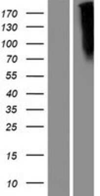 Western Blot: Frizzled-10 Overexpression Lysate (Adult Normal) [NBP2-10379] Left-Empty vector transfected control cell lysate (HEK293 cell lysate); Right -Over-expression Lysate for Frizzled-10.