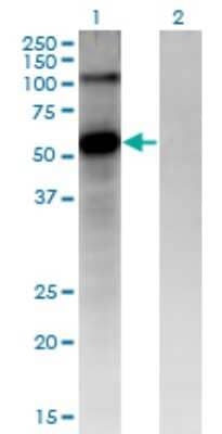 Western Blot: Frizzled-4 Antibody (3G7) [H00008322-M02] - Analysis of FZD4 expression in transfected 293T cell line by FZD4 monoclonal antibody (M02), clone 3G7.Lane 1: FZD4 transfected lysate (Predicted MW: 59.9 KDa).Lane 2: Non-transfected lysate.