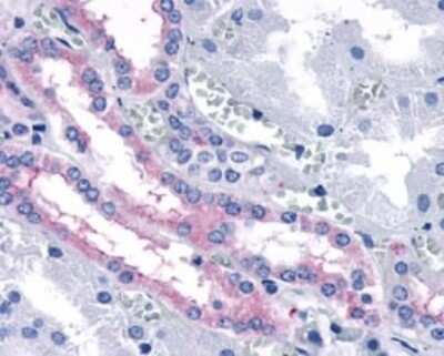 Immunohistochemistry-Paraffin: Frizzled-4 Antibody [NLS4577] - Analysis of anti-FZD4 / Frizzled 4 antibody with kidney at 30 ug/ ml.