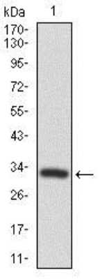 Western Blot: Frizzled-5 Antibody (2D12) [NBP2-37451] - Analysis using FZD5 mAb against human FZD5 recombinant protein. (Expected MW is 32.5 kDa).