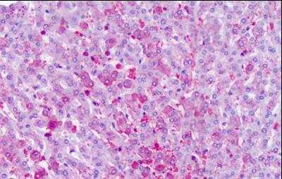Immunohistochemistry-Paraffin: Frizzled-6 Antibody [NLS4481] - Analysis of anti-Frizzled 6 / FZD6 antibody with human liver at dilution 14 ug/ml.
