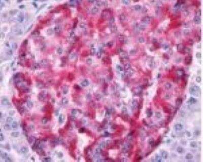 Immunohistochemistry-Paraffin: Frizzled-6 Antibody [NLS4481] - Analysis of anti-Frizzled 6 / FZD6 antibody with human pancreas.