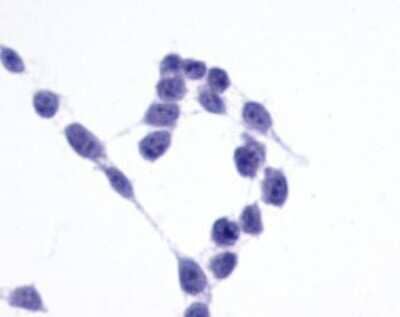 Immunohistochemistry-Paraffin: Frizzled-6 Antibody [NLS4482] - Analysis of anti-Frizzled-6 antibody with transfection control.